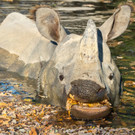 Gruselige Kürbisse zu Halloween im Wiener Zoo Schönbrunn