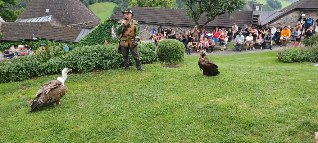 Schladming Greifvogelshow.jpg