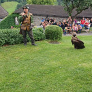 Schladming Greifvogelshow.jpg
