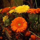 doren175 _20_.jpg