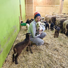 Steinschaf2.jpg