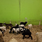 Steinschaf5.jpg