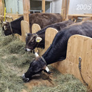 Steinschaf7.jpg