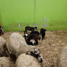 Steinschaf10.jpg