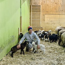 Steinschaf12.jpg