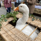 martini markt _41_.jpg