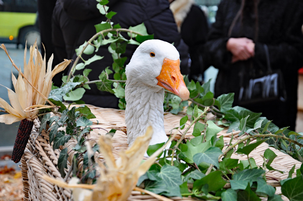 DSC_0447.JPG