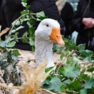 DSC_0447.JPG