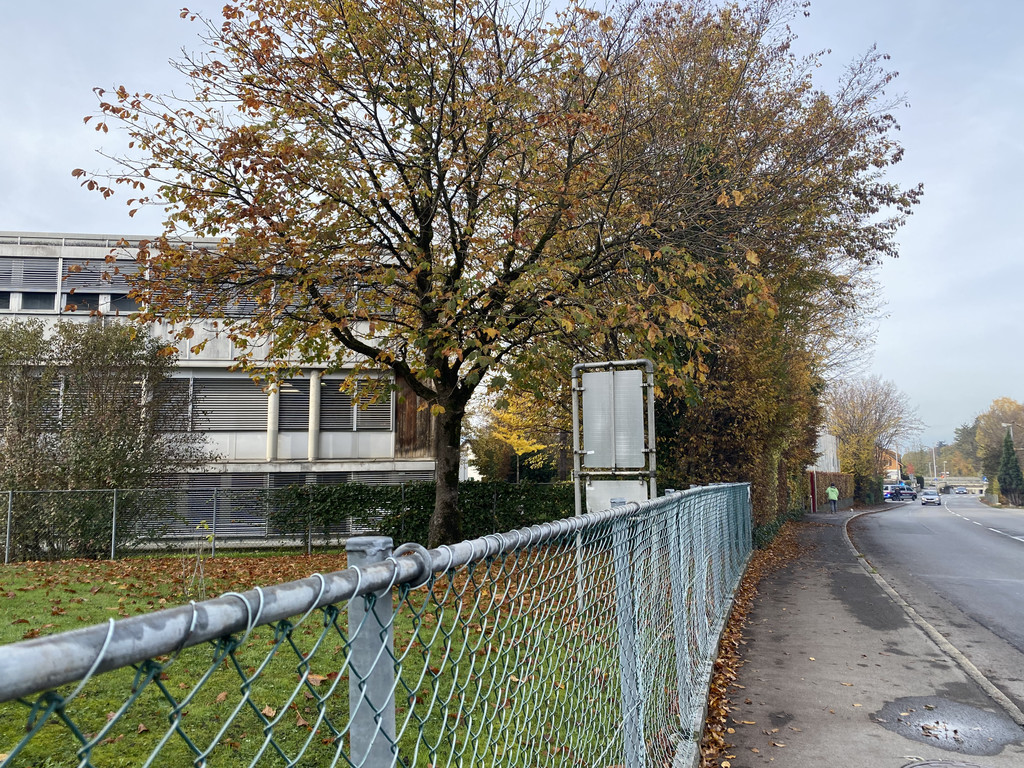 amokdrohung haselstauden _8_.jpg