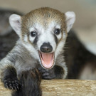 Nachwuchs im Tiergarten Schönbrunn
