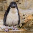 fb_felsenpinguin_27052022_tgs_zupanc_06_quer.jpg