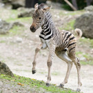 fb_burchell-zebra_08062022_tgs_zupanc_09.jpg