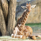 fb_netzgiraffe_amari_13072022_tgs_zupanc_07.jpg