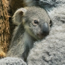 fb_koala_01112022_tgs_zupanc_04.jpg