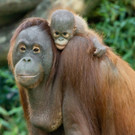 fb_orang_utan_02112022_tgs_zupanc_11.jpg