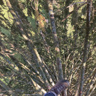 Illuminationsfeier der Christbaumfreunde Montafon