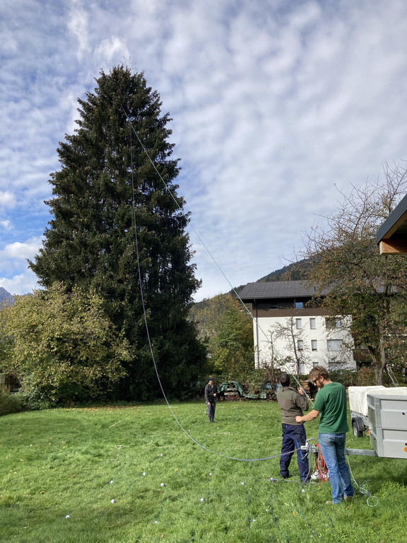 Baum2.jpg