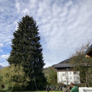 Baum2.jpg