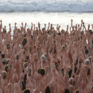 2.500 Menschen nackt am Bondi Beach: Ausziehen für den guten Zweck