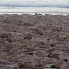 Australia_Spencer_Tunick_73634.jpg