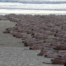 Australia_Spencer_Tunick_89656.jpg