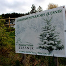 Eine „Pfändertanne“ für Weihnachten vom Christbaumparadies Zußner in Lochau