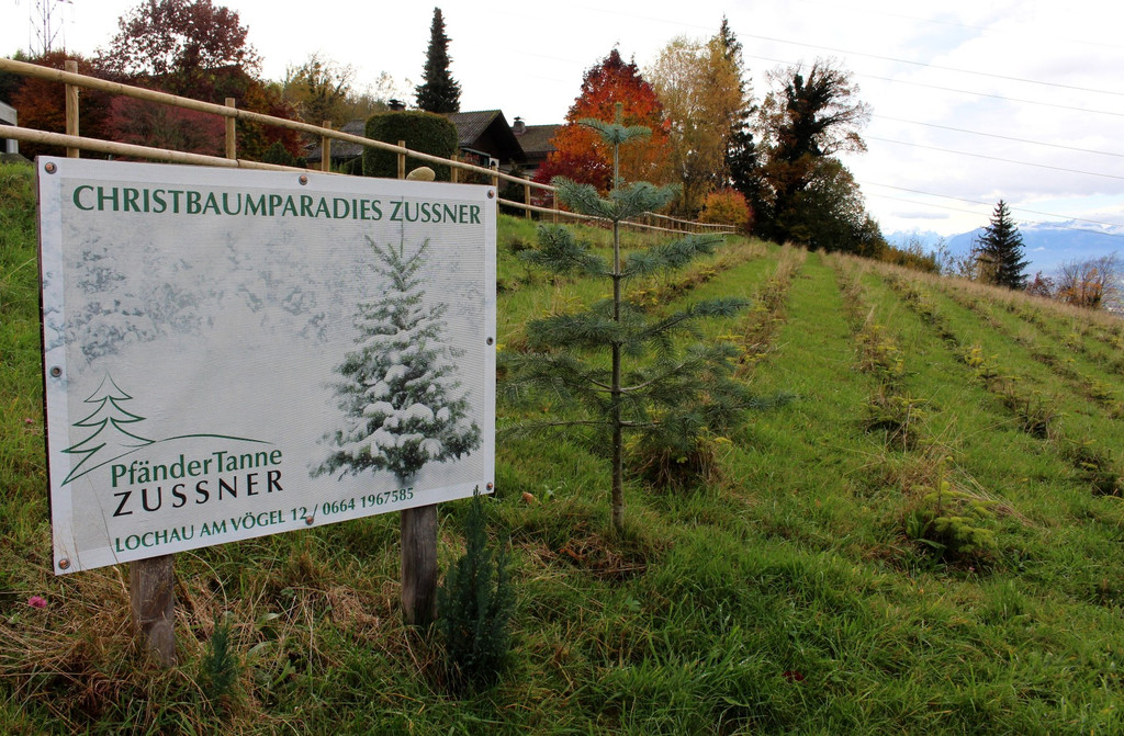 Lochau Zu__ner CHRISTBAUMVERKAUF Advent Dezember 2022 _6_ SCHILD.JPG