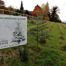 Lochau Zu__ner CHRISTBAUMVERKAUF Advent Dezember 2022 _6_ SCHILD.JPG