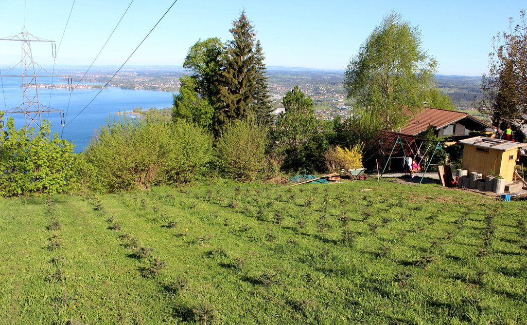 Lochau Zu__ner CHRISTBAUMVERKAUF Advent Dezember 2022 _10_ ANLAGE.JPG