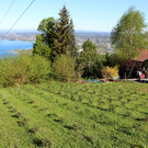 Lochau Zu__ner CHRISTBAUMVERKAUF Advent Dezember 2022 _10_ ANLAGE.JPG