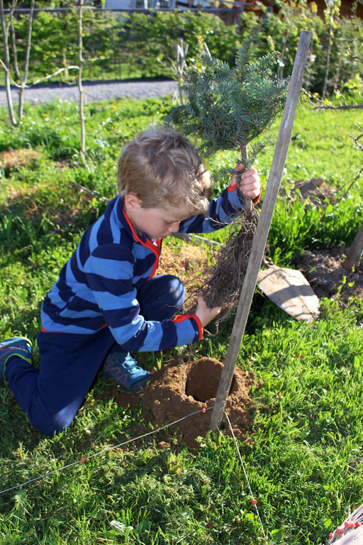 Lochau Zu__ner CHRISTBAUMVERKAUF Advent Dezember 2022 _9_ KINDER.JPG