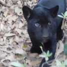 Jaguar-Baby begeistert Zoo-Besucher in Mexiko City