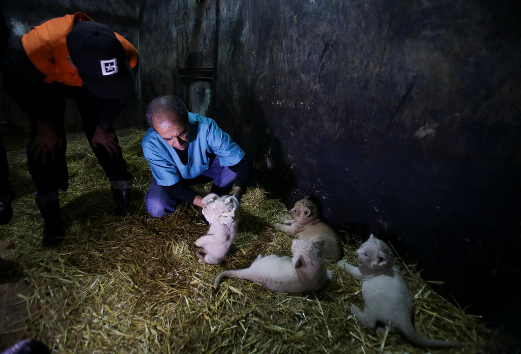 2022-12-12T121027Z_568842911_RC2N1Y9K8GCD_RTRMADP_3_ALGERIA-ANIMALS-LION-CUBS.JPG