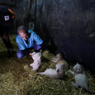 2022-12-12T121027Z_568842911_RC2N1Y9K8GCD_RTRMADP_3_ALGERIA-ANIMALS-LION-CUBS.JPG