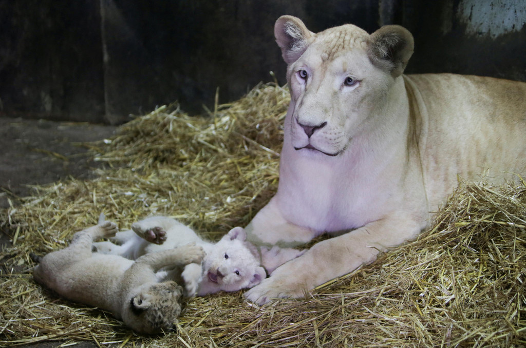 2022-12-12T121029Z_1975294168_RC2N1Y97MJVL_RTRMADP_3_ALGERIA-ANIMALS-LION-CUBS.JPG