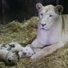 2022-12-12T121029Z_1975294168_RC2N1Y97MJVL_RTRMADP_3_ALGERIA-ANIMALS-LION-CUBS.JPG