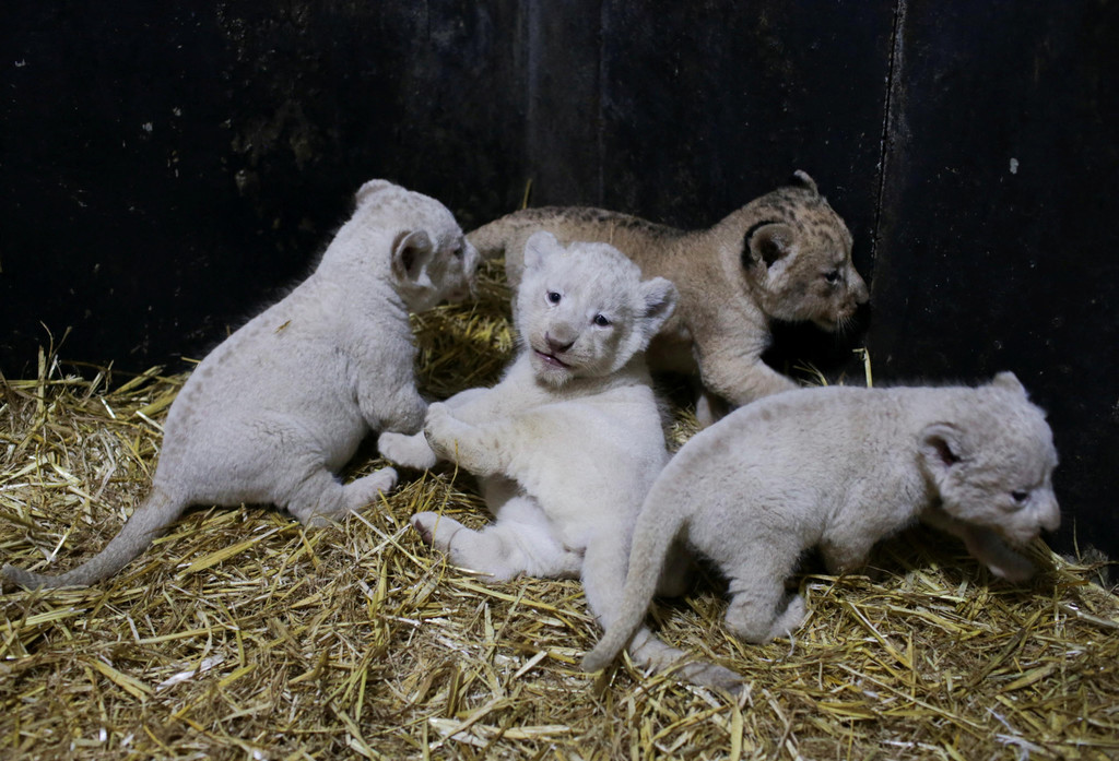 2022-12-12T115551Z_870235761_RC2O1Y9VJITP_RTRMADP_3_ALGERIA-ANIMALS-LION-CUBS.JPG