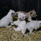 2022-12-12T115551Z_870235761_RC2O1Y9VJITP_RTRMADP_3_ALGERIA-ANIMALS-LION-CUBS.JPG