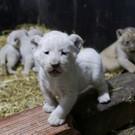 2022-12-12T115226Z_265872797_RC2O1Y9LJXNZ_RTRMADP_3_ALGERIA-ANIMALS-LION-CUBS.JPG