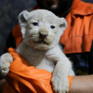 2022-12-12T115227Z_2058897304_RC2N1Y9OGNI1_RTRMADP_3_ALGERIA-ANIMALS-LION-CUBS.JPG