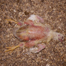 Farm_1_ _2_.JPG