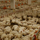 Farm_1_ _9_.JPG