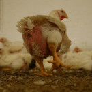 Farm_1_ _10_.JPG