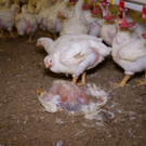 Farm_1_ _11_.JPG