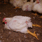 Farm_1_ _14_.JPG