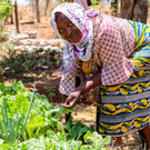 Sustainable Agriculture Tanzania n.jpg