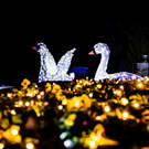 Christmas Garden Insel Mainau endet am 8. Januar 2023
