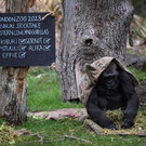 Londoner Zoo macht Tier-Inventur