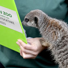 Britain_Zoo_Stocktake_88656.jpg