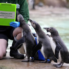 Britain_Zoo_Stocktake_52178.jpg